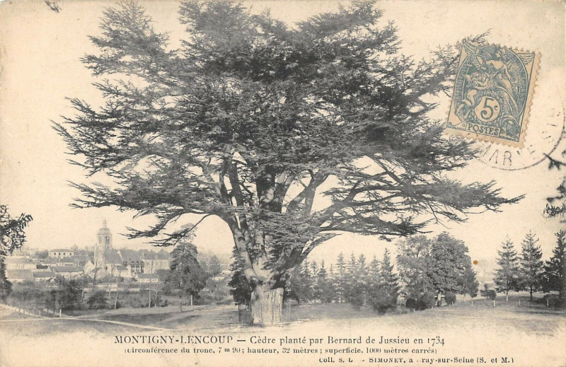 Carte postale ancienne Montigny Lencoup  Cedre Plante Par Bernard De Jussieu à Montigny-Lencoup
