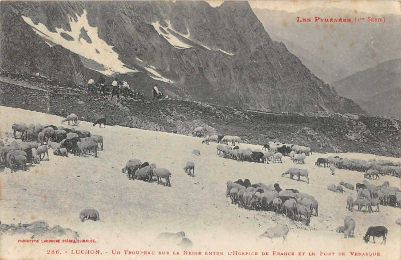 Carte postale ancienne Luchon Un Troupeau Sur La Neige Entre L'Hospice De France Et Venasque