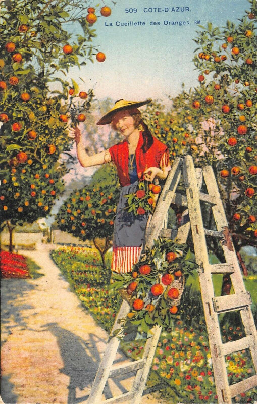 Carte postale ancienne La Cote D'Azur  La Cueillette Des Oranges