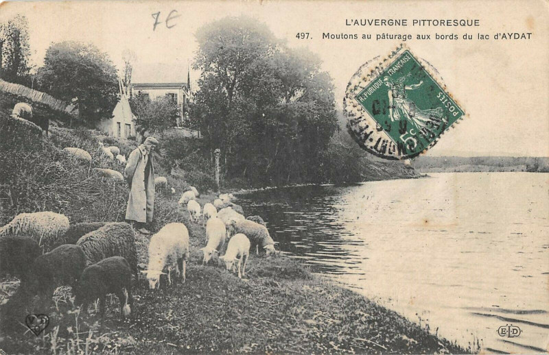 Carte postale ancienne Moutons Au Paturage Aux Abords Du Lac D'Aydat à Aydat