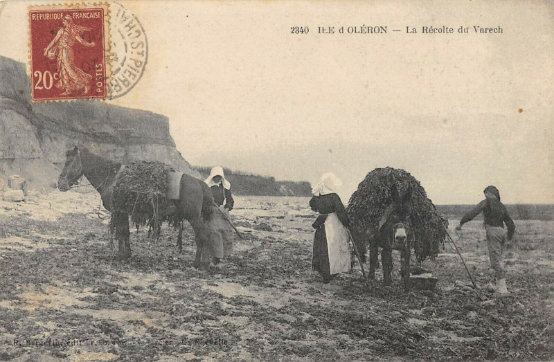 Carte postale ancienne Ile D'Oleron La Recolte Du Varech