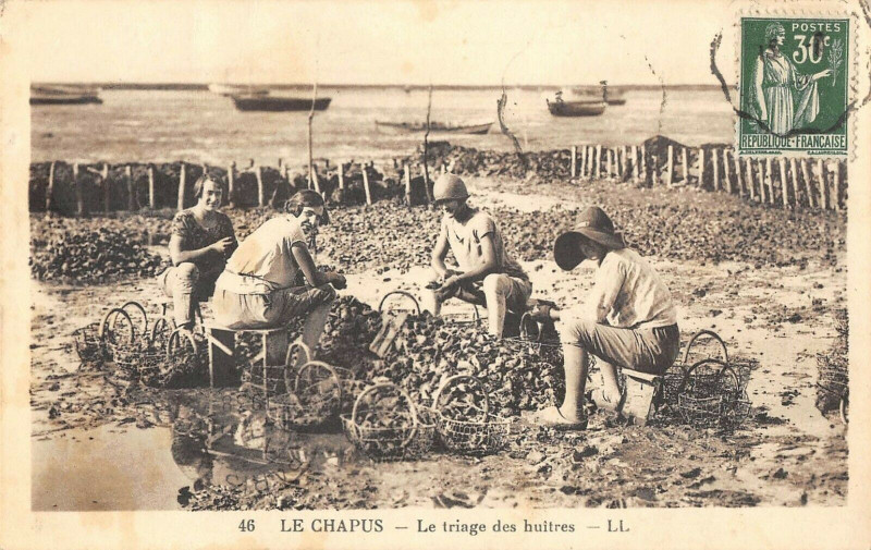 Carte postale ancienne Le Chapus Le Triage Des Huitres