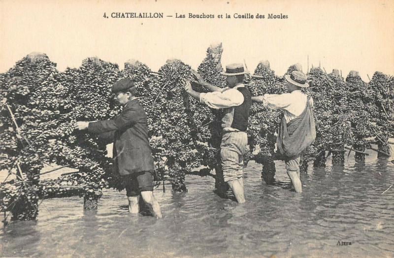Carte postale ancienne Chatelaillon Les Bouchots Et La Cueille Des Moules