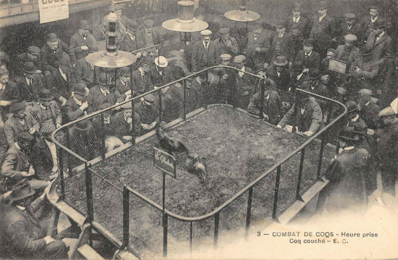 Carte postale ancienne Combat De Coqs Heure Prise Coq Couche