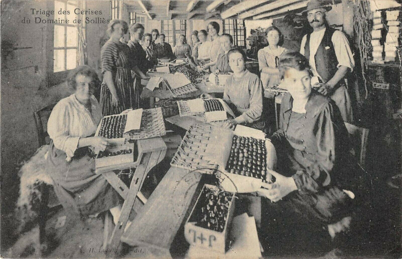 Carte postale ancienne Triage Des Cerises Du Domaine De Sollies ( Sollies Pont Var)