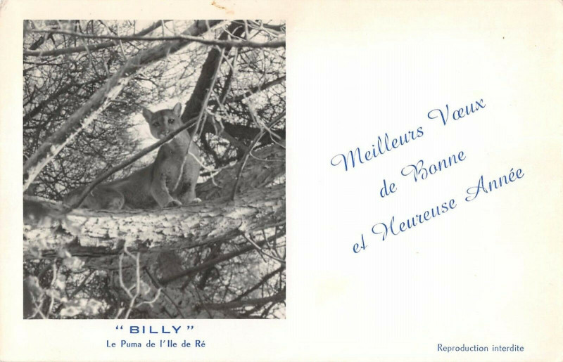 Carte postale ancienne Ile De Re Billy Le Puma De L'Ile De Re