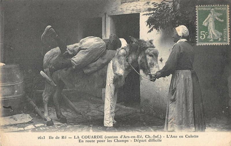 Carte postale ancienne Ile De Re La Couarde L'Ane En Culotte En Route Pour Les Champs