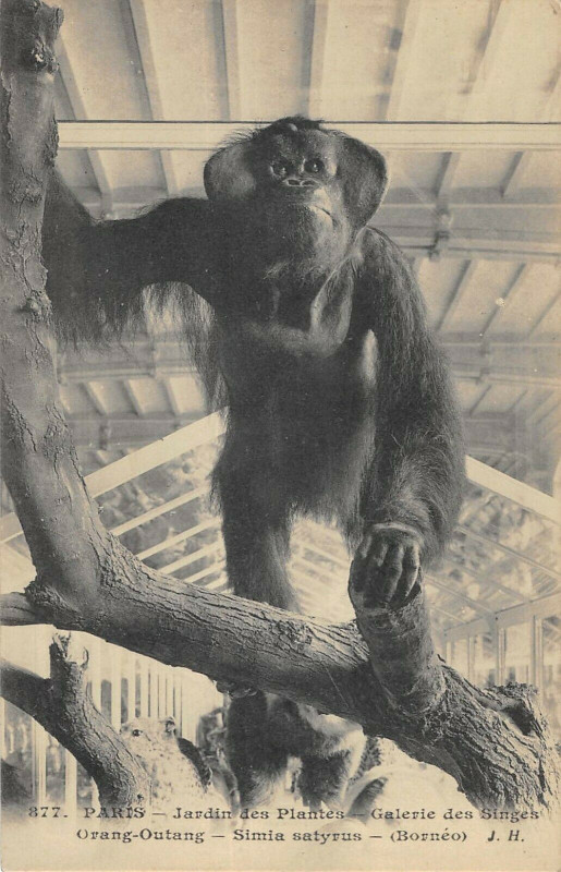 Carte postale ancienne Paris 5e Jardin Des Plantes Galerie Singes Orang Outang Simia Satyrus à Paris 5e