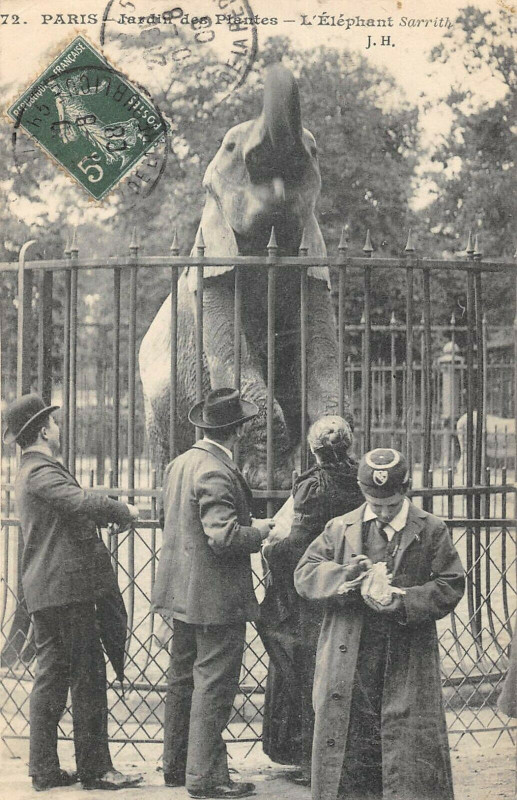 Carte postale ancienne Paris 5e Jardin Des Plantes L'Elephant Sarrith à Paris 5e
