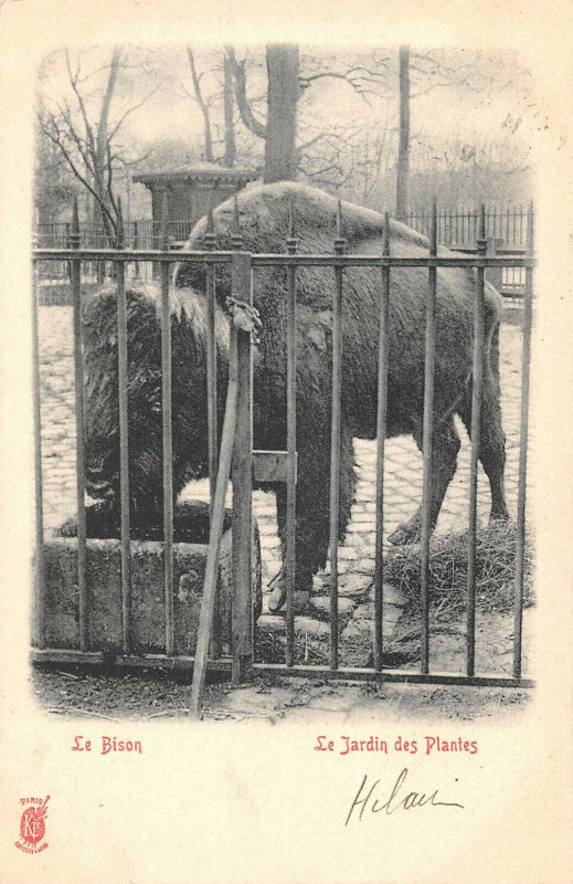 Carte postale ancienne Paris 5e Jardin Des Plantes Le Bison à Paris 5e