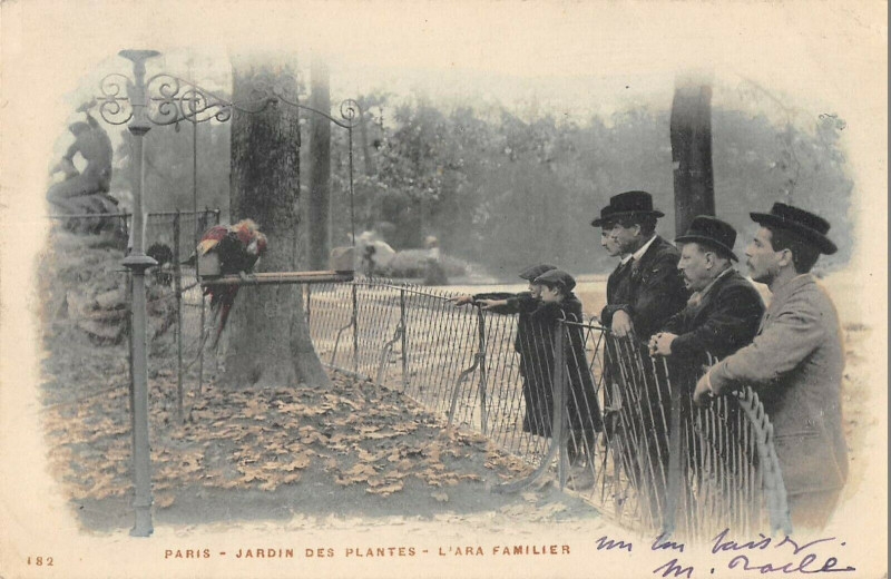 Carte postale ancienne Paris 5e Jardin Des Plantes L'Ara Familier à Paris 5e