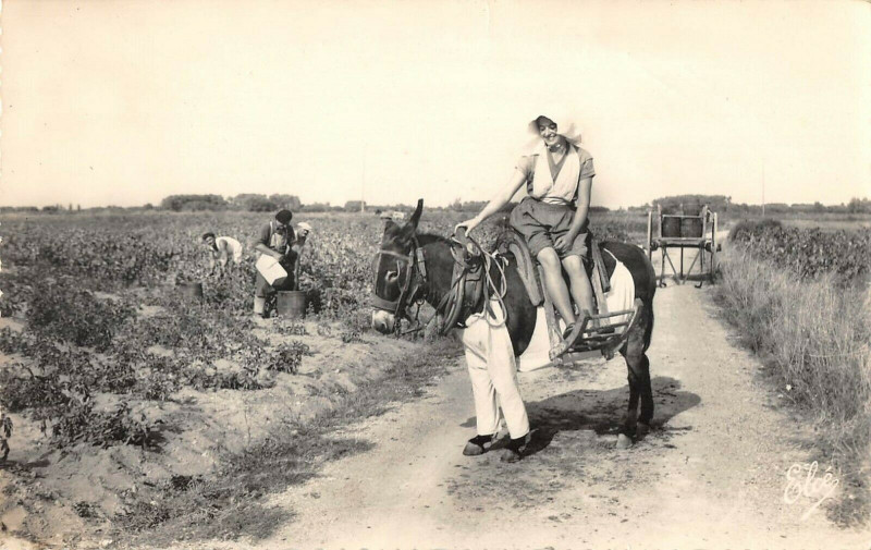 Carte postale ancienne Ile De Re Parc En Vendanges L'Ane En Culotte