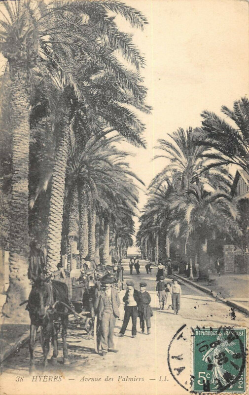 Carte postale ancienne Hyeres Avenue Des Palmiers à Hyères