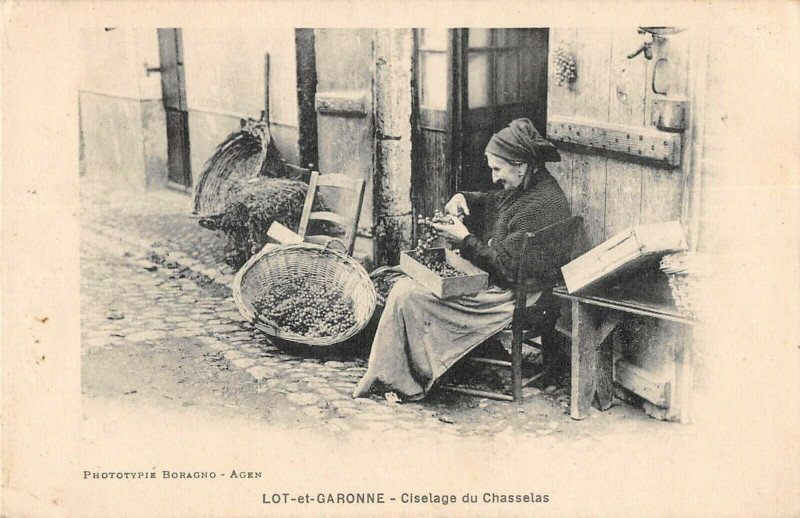 Carte postale ancienne Lot Et Garonne Ciselage Du Chasselas