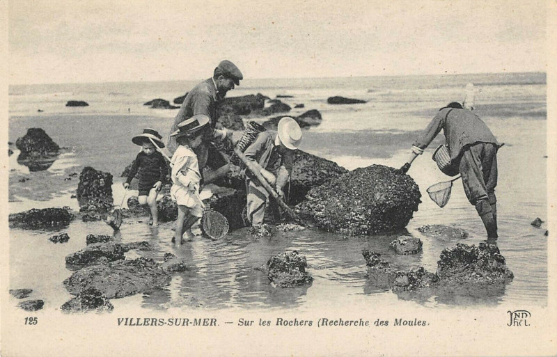 Carte postale ancienne Villers Sur Mer Sur Les Rochers Recherche Des Moules à Villers-sur-Mer