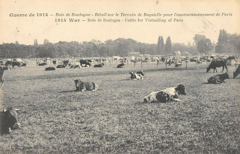 Carte postale ancienne Bois de Boulogne - Bétail sur le Terrain de Bagatelle pour l'approvisionnement de Paris à Paris 16e