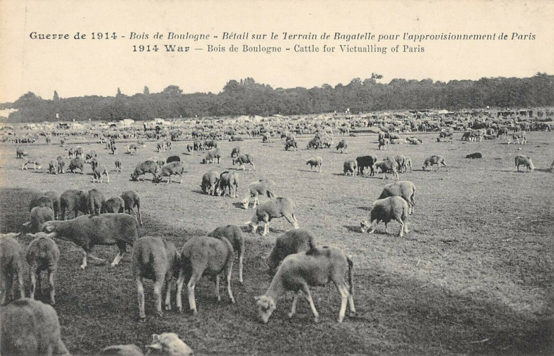 Carte postale ancienne Bois de Boulogne - Bétail sur le Terrain de Bagatelle pour l'approvisionnement de Paris à Paris 16e