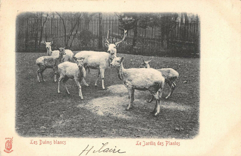 Carte postale ancienne Paris Le Jardin Des Plantes Les Daims Blancs à Paris