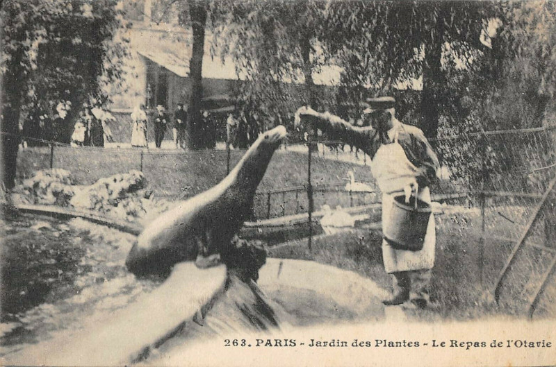 Carte postale ancienne Paris Le Jardin Des Plantes Le Repas De L'Otarie à Paris