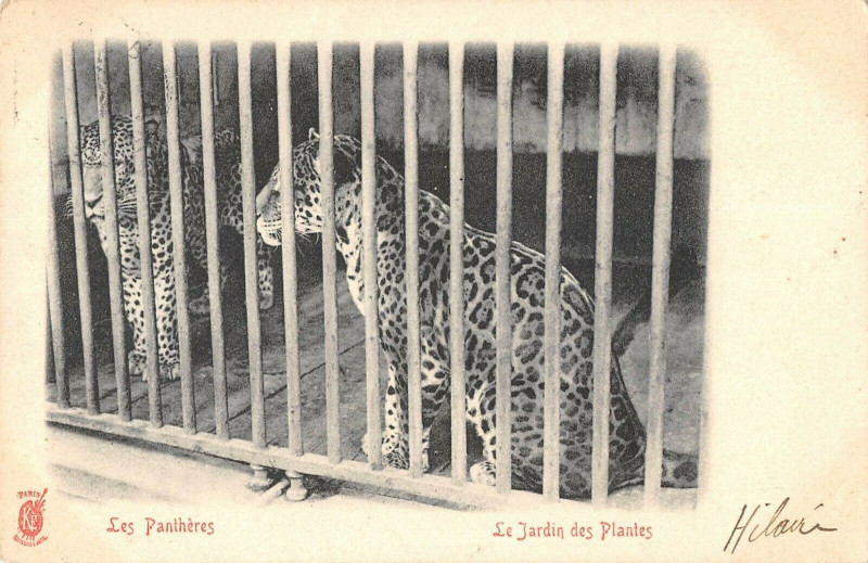 Carte postale ancienne Paris Le Jardin Des Plantes Les Pantheres à Paris