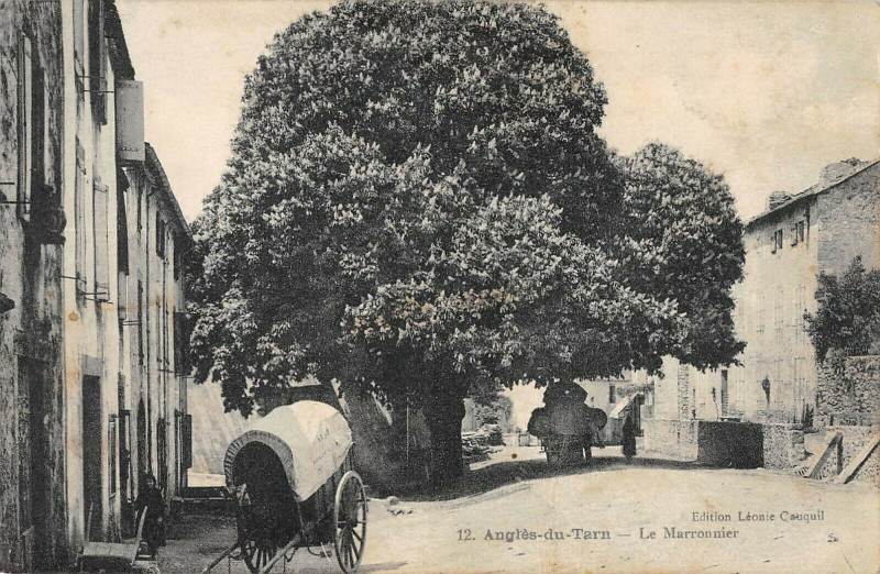 Carte postale ancienne Angles Sur Tarn Le Marronnier à Anglès