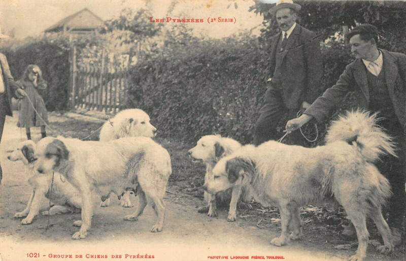 Carte postale ancienne Les Pyrenees Groupe De Chiens Des Pyrenees à Ens