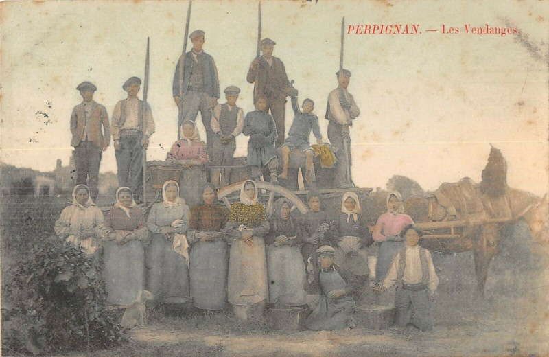 Carte postale ancienne Perpignan Les Vendanges à Perpignan