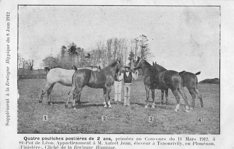 Carte postale ancienne Bretagne Hippique 4 Pouliches Bretonnes Concours Saint-Pol De Leon
