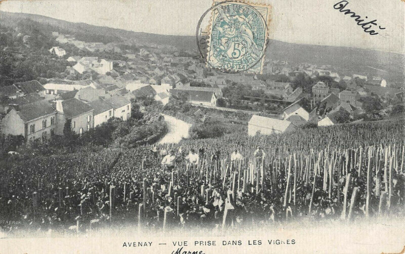 Carte postale ancienne Avenay Vue Prise Dans Les Vignes