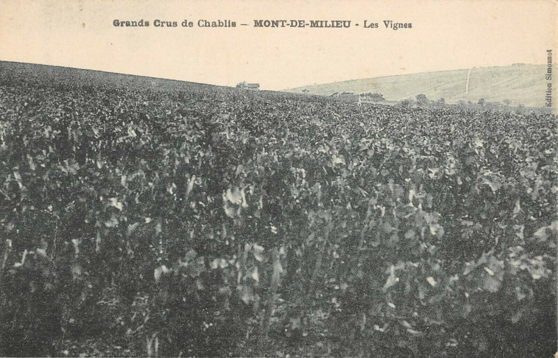 Carte postale ancienne Grands Crus De Chablis Mont De Milieu Les Vignes à Chablis