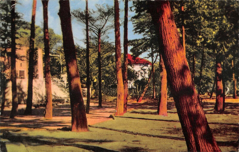 Carte postale ancienne La Franqui Plage Un Coin Du Parc