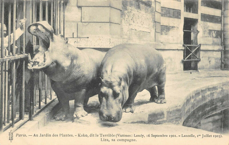 Carte postale ancienne Paris Au Jardin Des Plantes Kako Dit Le Terrible à Paris