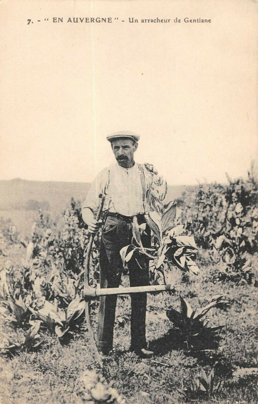 Carte postale ancienne En Auvergne Un Arracheur De Gentiane