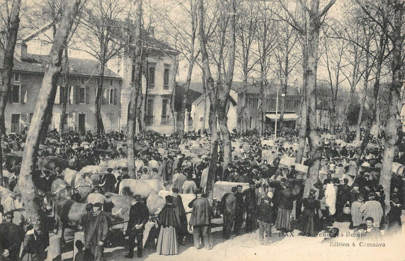 Carte postale ancienne Dax Marche Des Boeufs à Dax