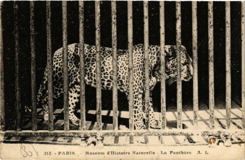 Carte postale ancienne Paris (5e) Museum d'Histoire Naturelle. La Panthere à Paris 5e
