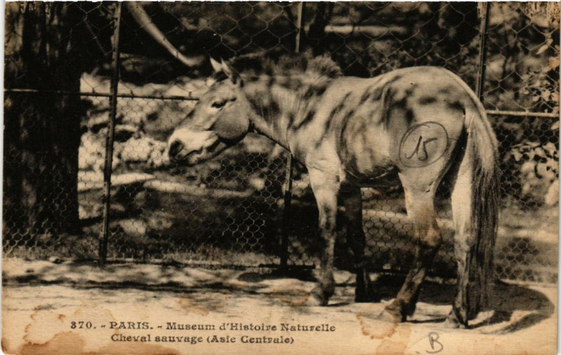 Carte postale ancienne Paris (5e) Museum d'Histoire Naturelle. Cheval sauvage à Paris 5e