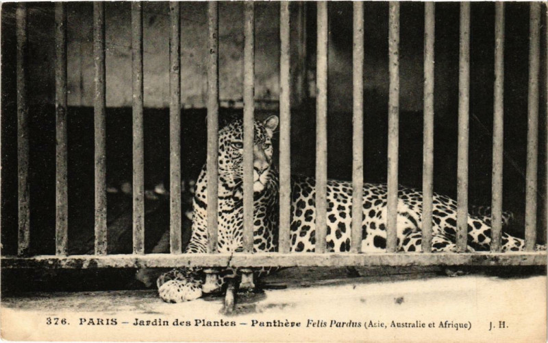 Carte postale ancienne Paris (5e) Jardin des Plantes. La Panthere à Paris 5e