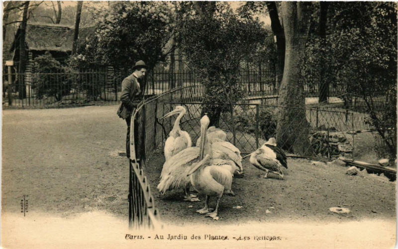 Carte postale ancienne Paris (5e) Au Jardin des Plantes. Les Pelicans à Paris 5e