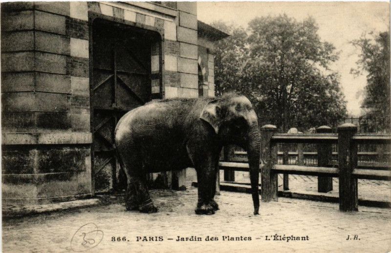 Carte postale ancienne Paris (5e) Jardin des Plantes. L'Elephant à Paris 5e