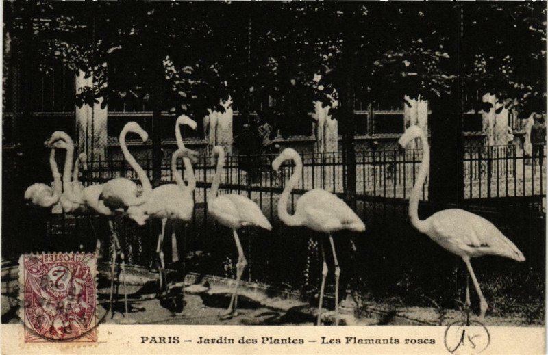 Carte postale ancienne Paris (5e) Jardin des Plantes. Les Flamants roses à Paris 5e