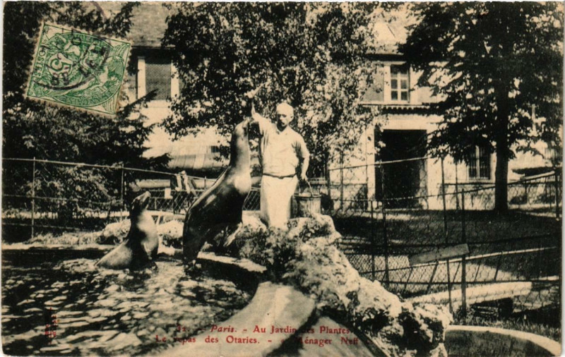 Carte postale ancienne Paris (5e) Au Jardin des Plantes. Le repas des Otaries à Paris 5e