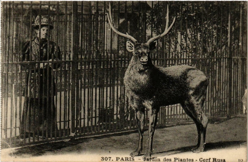 Carte postale ancienne Paris (5e) Jardin des Plantes. Cerf Rusa à Paris 5e