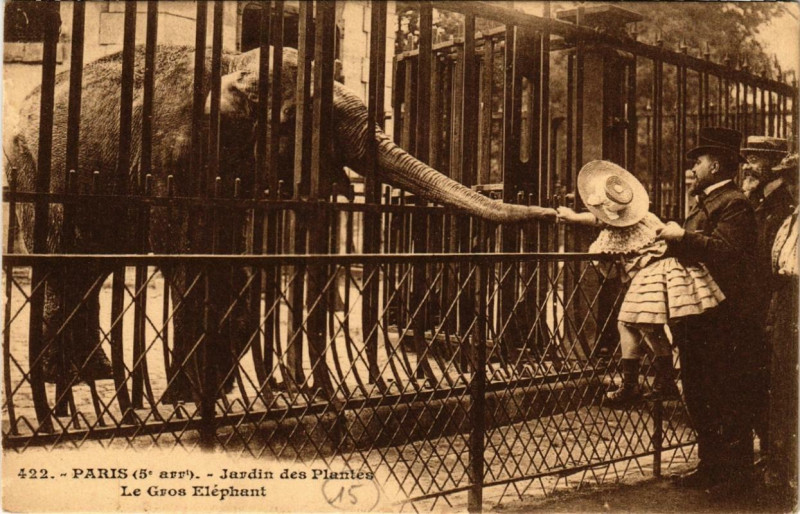 Carte postale ancienne Paris (5e) Jardin des Plantes. Le gros Elephant à Paris 5e