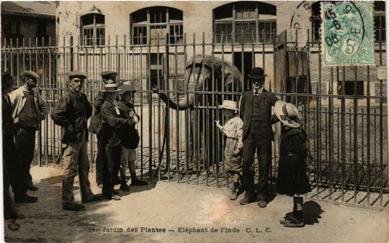Carte postale ancienne Paris (5e) Jardin des Plantes. Elephant de l'Inde à Paris 5e
