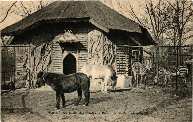 Carte postale ancienne Paris (5e) Au Jardin des Plantes. Poney de Shetland à Paris 5e