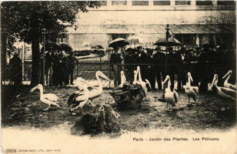 Carte postale ancienne Paris (5e) Jardin des Plantes. Les Pelicans à Paris 5e