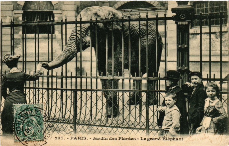 Carte postale ancienne Paris (5e) Jardin des Plantes. Le grand Elephant à Paris 5e