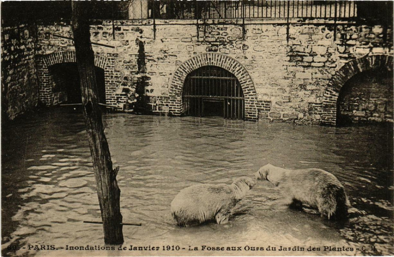 Carte postale ancienne Paris La Fosse aux Ours du Jardin des Plantes Inondations 1910 à Paris