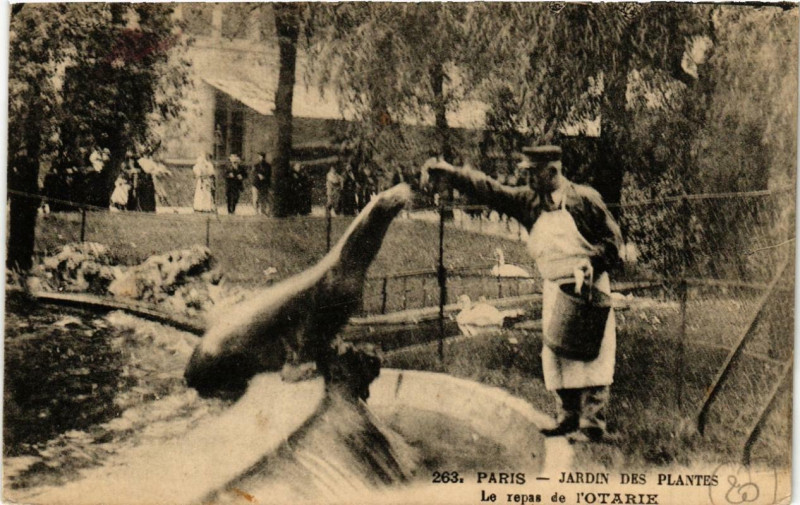 Carte postale ancienne Paris (5e) Jardin des Plantes. le repas de l'Otarie à Paris 5e