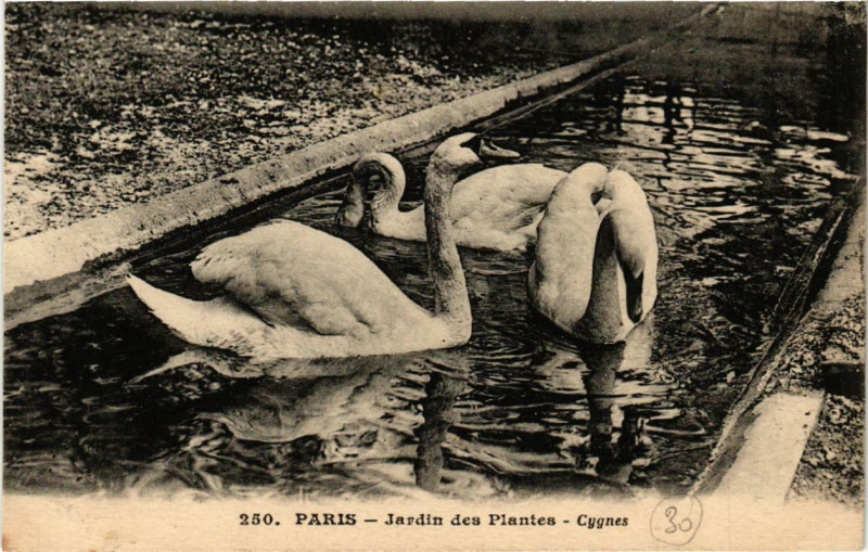 Carte postale ancienne Paris (5e) Jardin des Plantes. Cygnes à Paris 5e